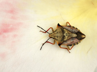 CAPOCORIS MEDITERRANEUS