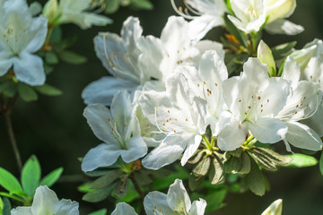 Obraz premium Spring Weather Arrives,flowers in bloom.