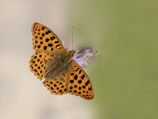 ISSORIA LATHONIA