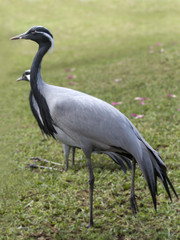 GRULLA COMUN