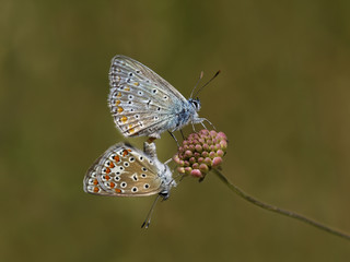 MARIPOSAS POLYOMMATUS ICARUS COPULANDO