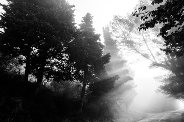 Powerful sunrays cutting through the mist on a road, in the midst of some trees in the shadows