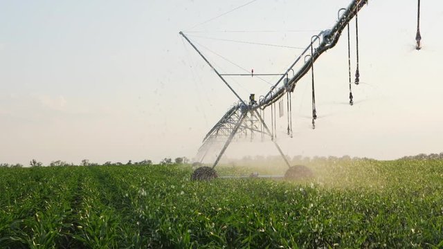 Corn field with Irrigation system. Slow Motion: Corn field with Irrigation system for water supply at sunset.