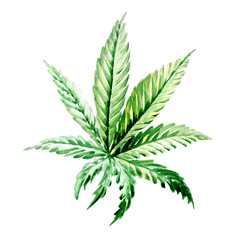 Wildflower cannabis flower in a watercolor style isolated. Full name of the plant:cannabis. Aquarelle wild flower for background, texture, wrapper pattern, frame or border.