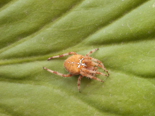 ARAÑA ARANEUS