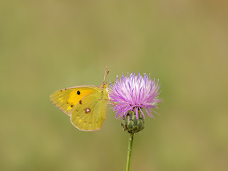 Obraz premium Mariposa Colias Croceus