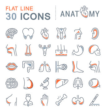 Set of Line Icons of Anatomy and Physiology