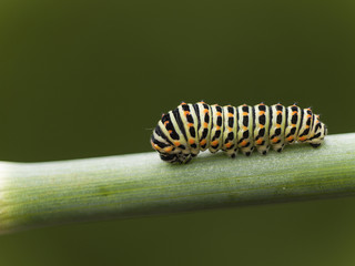 ORUGA PAPILIO MACHAON EN HINOJO