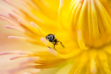 Bees are sucking nectar from lotus pollen.