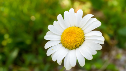 Bellis perennis, Blume © christian00079