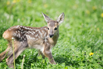 Baby deer 