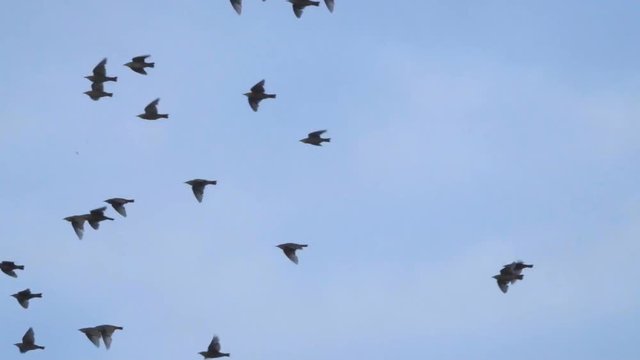 Flying flock of Pigeons. Migration of Big Birds flying into Formation. Slow motion. Many birds fly against the blue sky.