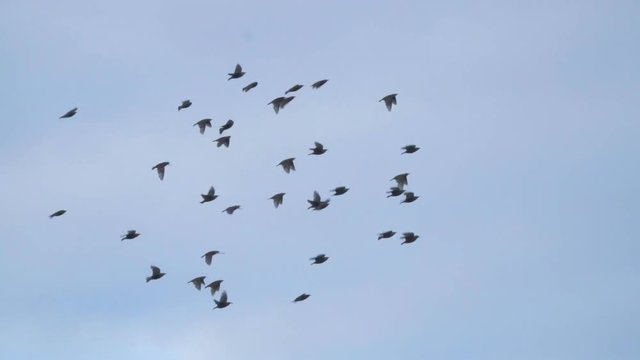 Flying flock of Pigeons. Migration of Big Birds flying into Formation. Slow motion. Many birds fly against the blue sky.