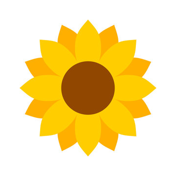 Helianthus or sunflower blossom flat color vector icon for flower apps and websites