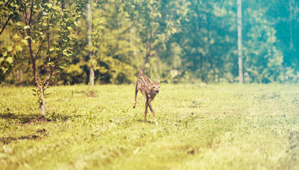 baby fawn 