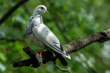 White dove on tree