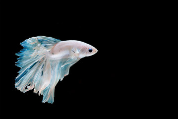 Betta fish, moving moment of Siamese fighting fish isolated on black background, fighting fish.