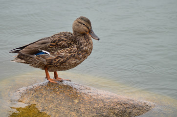 Duck on the river. Birds and animals in wildlife.
