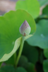Beautiful lotus