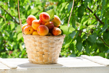 Basket with apricots in the garden on a background of greenery, sunlight
