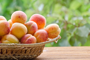 Apricots close-up in a wicker basket against a green background, daylight