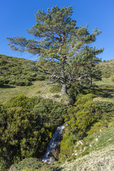 Fototapeta na wymiar Padded brushwood (Cytisus oromediterraneus and Juniperus communis) and Scots pine tree (Pinus sylvestris) next to the Hornillo Stream, in Guadarrama Mountains National Park, Spain