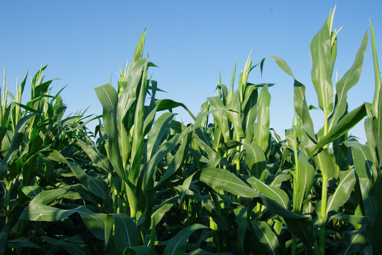 Corn field summer