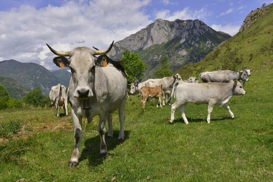 Vache Ariégeoise guide de troupeau dans les alpages des Pyrénées, département de l'Ariège en région Occitanie, France