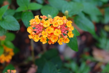 Obraz premium flowers