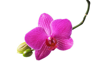 Pink phalaenopsis orchid flower isolated on white