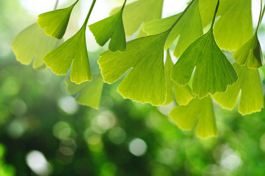 Leaves of Ginkgo Biloba on tree with natural bokeh in the bakcground.