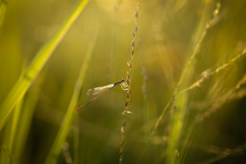 Dragonfly clutching the rice plant in rice field with sunlight and the background blurred.