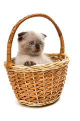 Kitten in basket