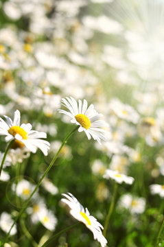 Flowering chamomile growing in summer meadow close up