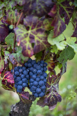  Burgundy. Branch of blue grapes on vine in vineyard. France.