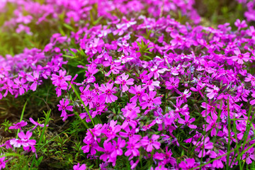 Obraz premium Violet verbena blossoms at summer garden background.