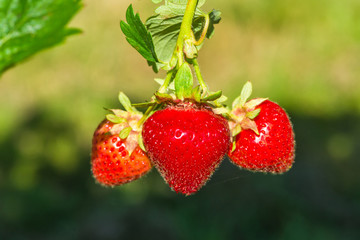 Strawberries growing on a bush