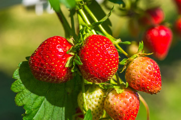 Strawberries growing on a bush