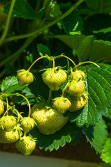 Unripe strawberries on a bush