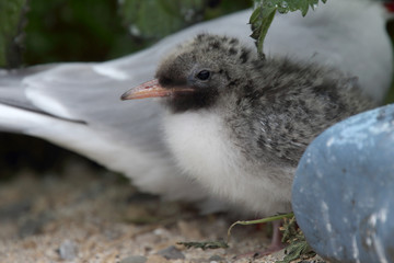 Arctic Tern (Sterna paradisaea), nestling standing next to adult, Farne Islands, Northumbria, England, UK.