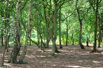 A wide sunlit footpath passes between oak and silver birch trees in Sherwood Forest..