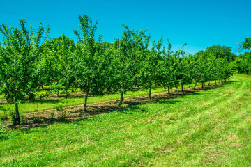 Fototapeta na wymiar A row of fruit trees in an orchard