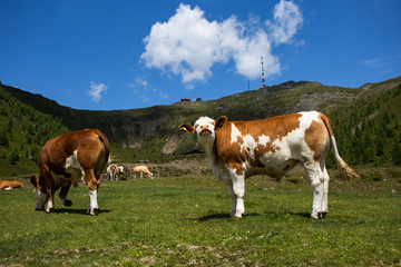 Fototapeta na wymiar Alpine pasture with cows