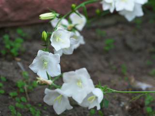 White Campanula flower Macro , closeup image white bellflower on stone background