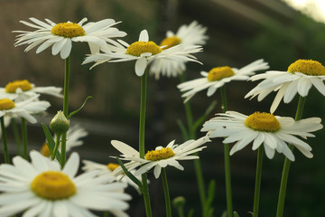 Fototapeta premium Daisy chamomile flowers field in garden, medow of daisies