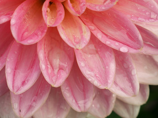 Fototapeta premium pink Dahlia flower closeup with water droplets on petals, morning dew, macro foto