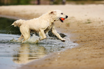 Retriever dog running with toy in his teeth