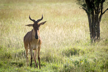 Hartebeest on the savannah in the reservation Taita Hills