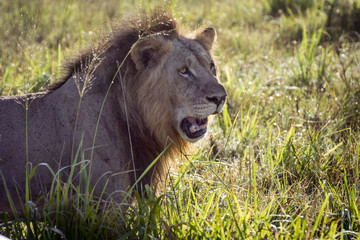 Lion resting on a savanna at sunrise