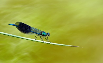 Libelle auf Halm 